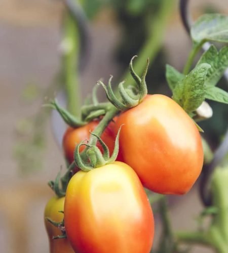 من نحن farming04 free img